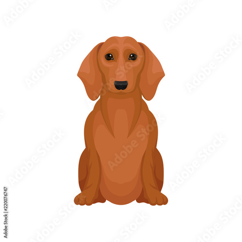 Cute brown dachshund with shiny eyes. Small hunting dog. Flat vector element for promo poster of pet shop or vet clinic