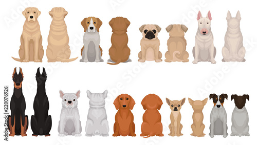Set of dogs of different breeds, front and back view. Cute domestic animals. Home pets. Flat vector for poster of zoo shop or vet clinic