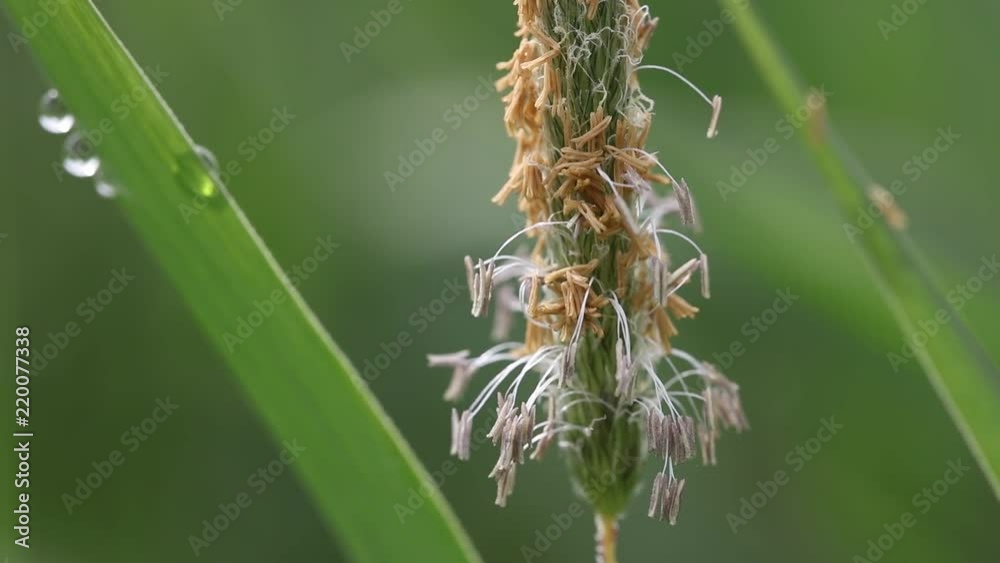 grass seeds in the wind grass seeds in the wind