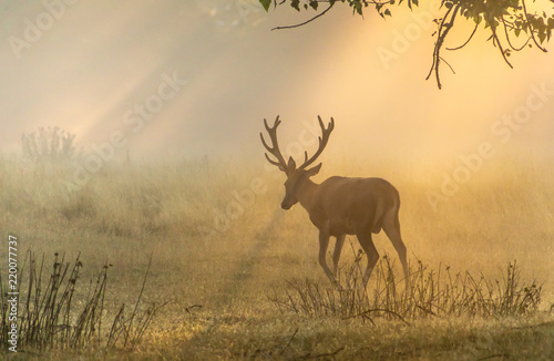 Deer in mist © david