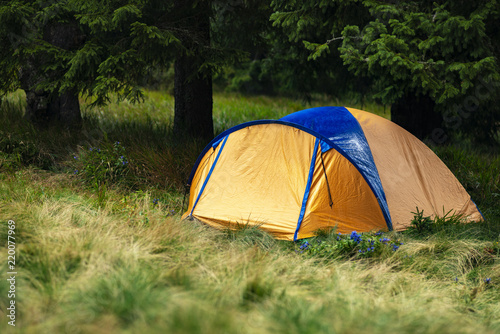 Tent on the green mountain meadow among huge fir trees