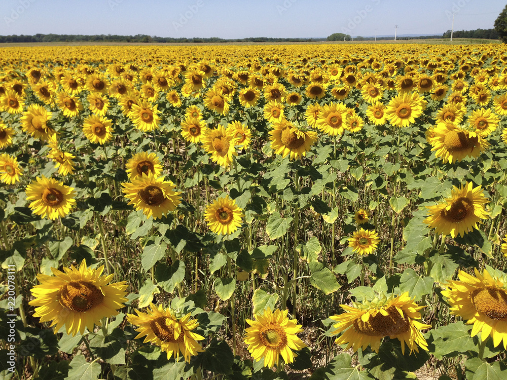 Fototapeta premium Sonnenblumenfeld im Herbst