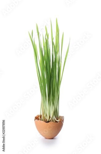 Sprouted wheat grass in egg shell on white background