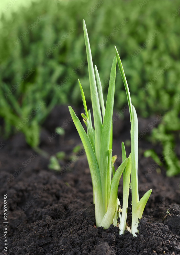 Obraz premium Daylily plantlet first leaved