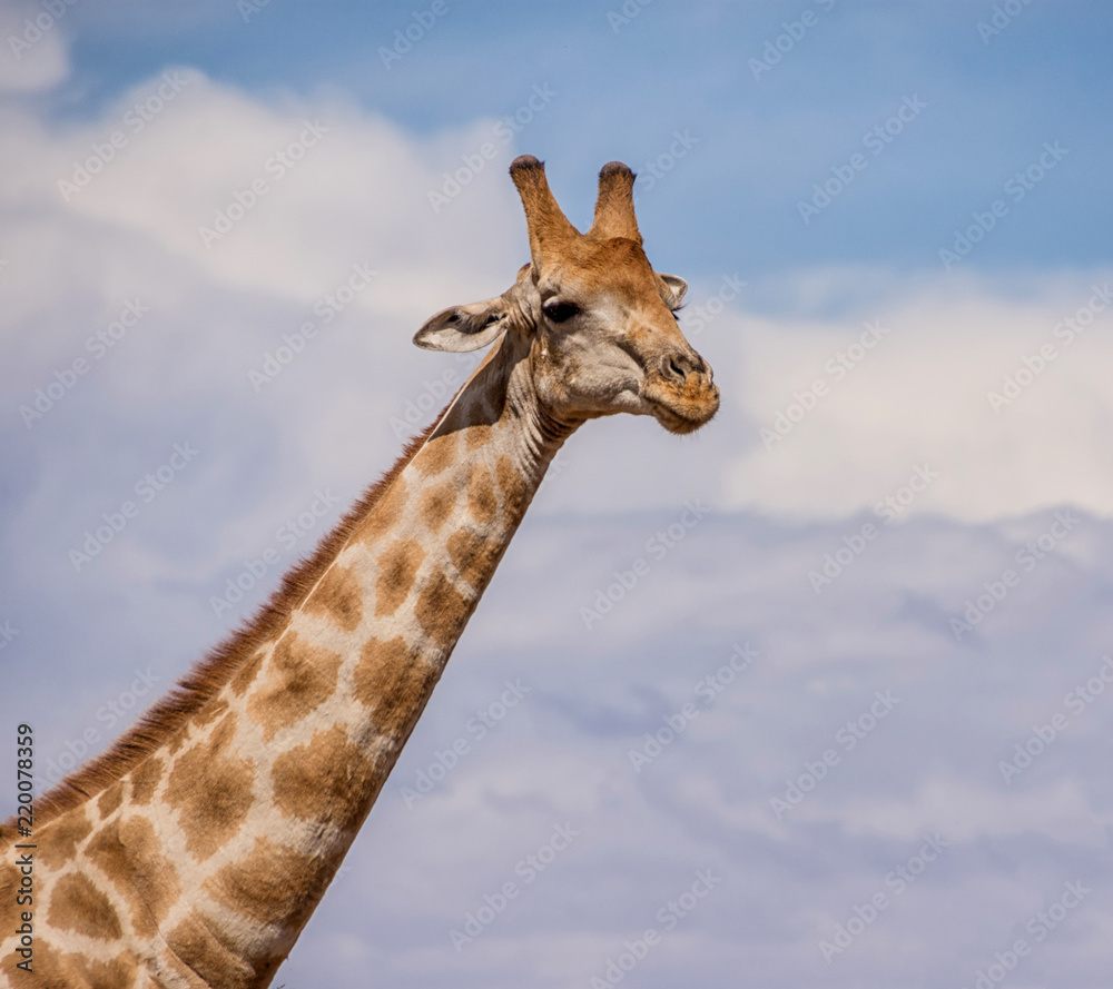 Giraffe Giraffe