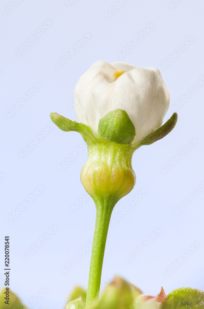 Obraz premium Macro of blooming cherry