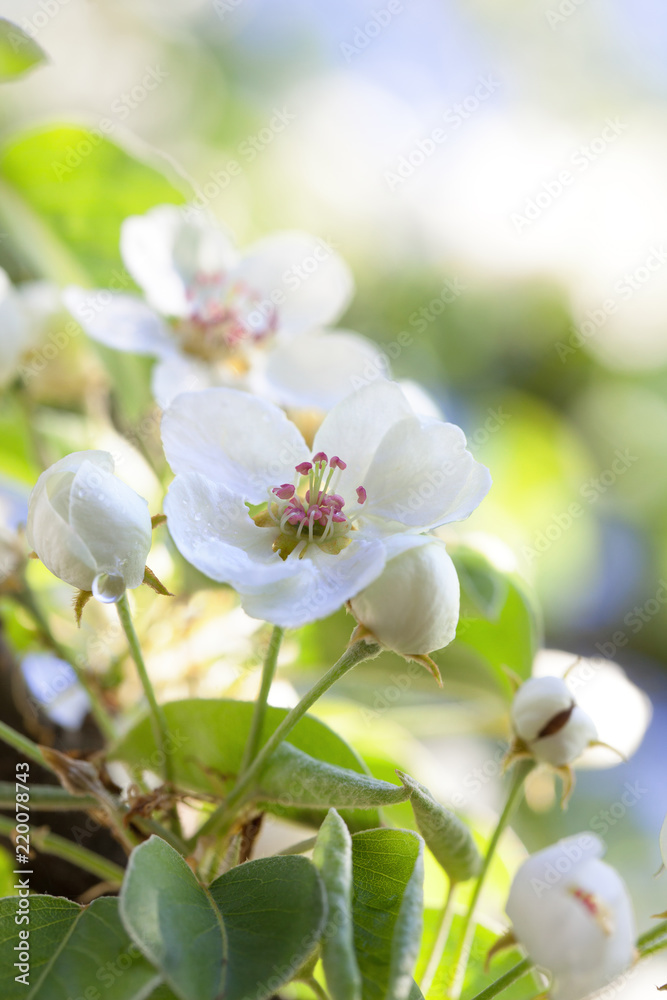 Obraz premium Bright light in blooming orchard