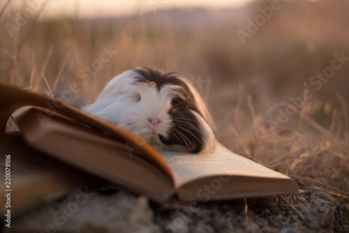 guinea pig book photo