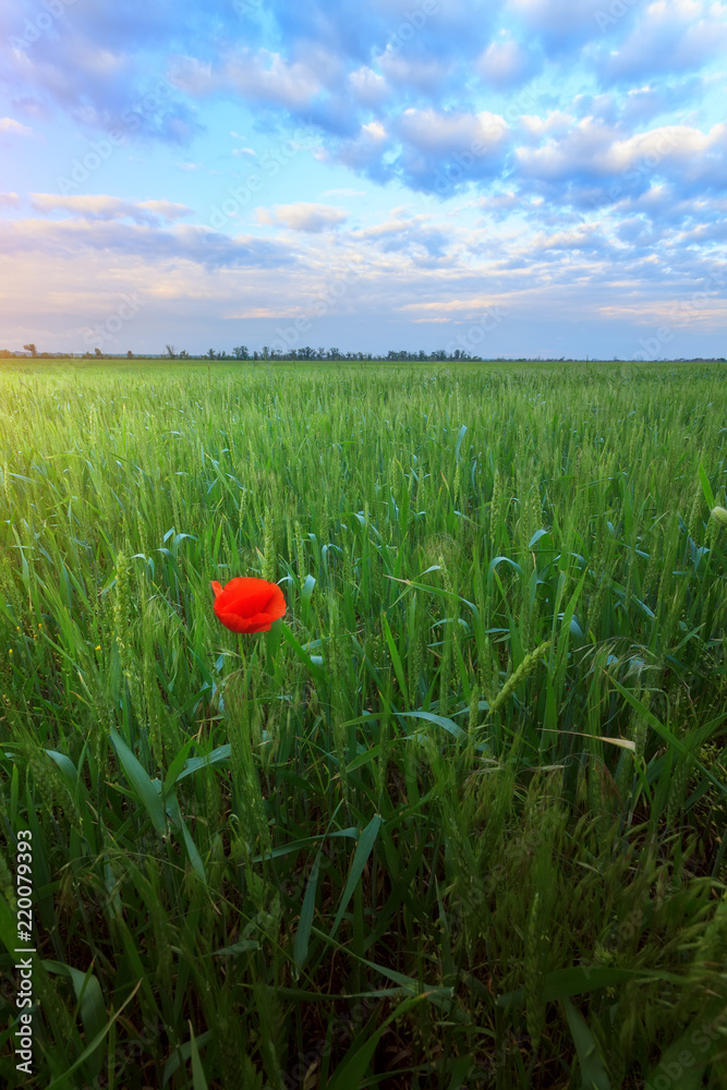 Obraz premium lonely poppy flower on a green field / evening summer landscape of Ukraine field