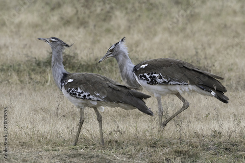Kori Bustard - Koritrap
