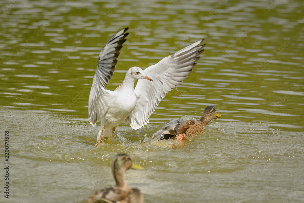 Fototapeta premium Möwen auf einem Teich im Binnenland