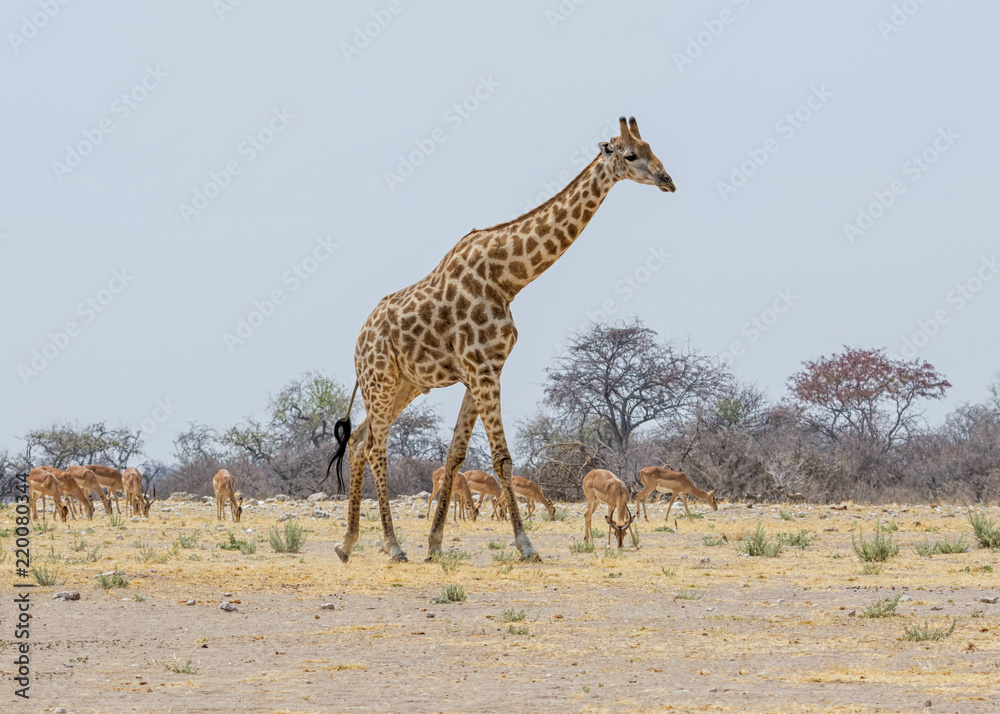 Obraz premium Giraffe Walking