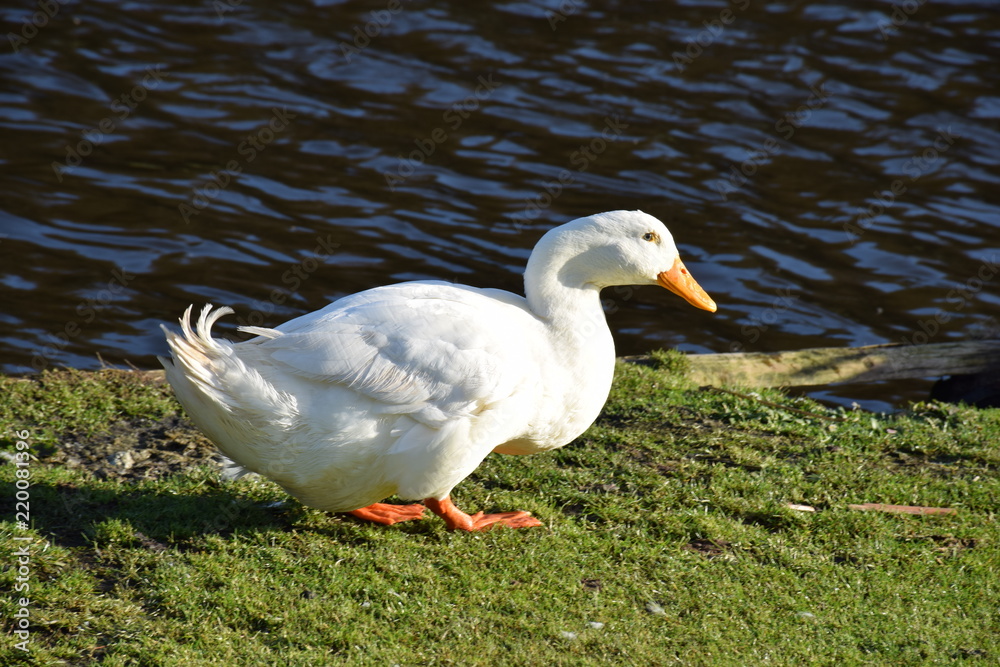 white goose walking on grass
