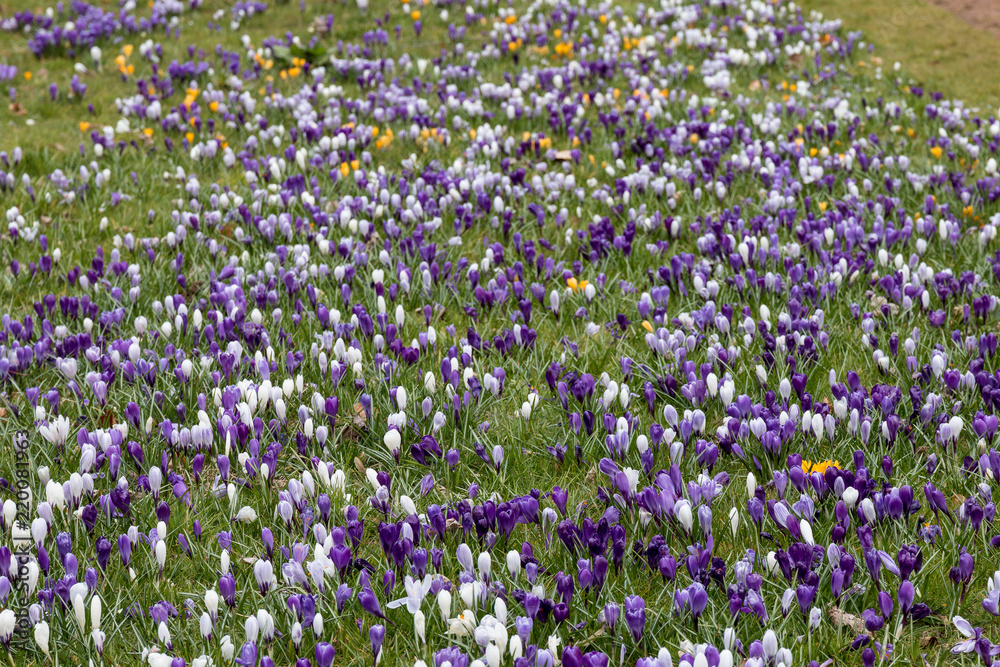 Crocus field