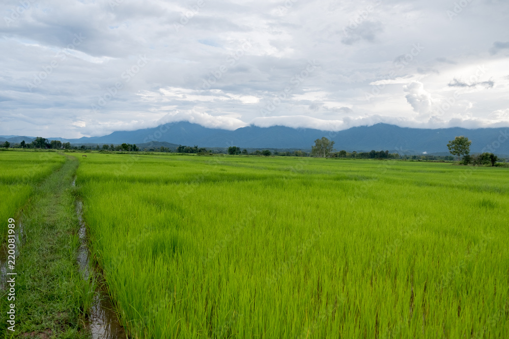 Rice field thailand green rice farm and asian farmer with mountain on rainy season.