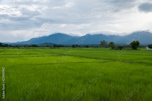 Rice field thailand green rice farm and asian farmer with mountain on rainy season.