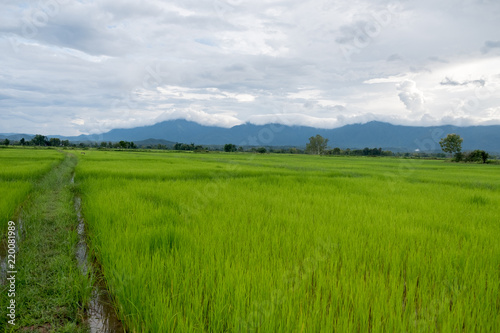 Rice field thailand green rice farm and asian farmer with mountain on rainy season.