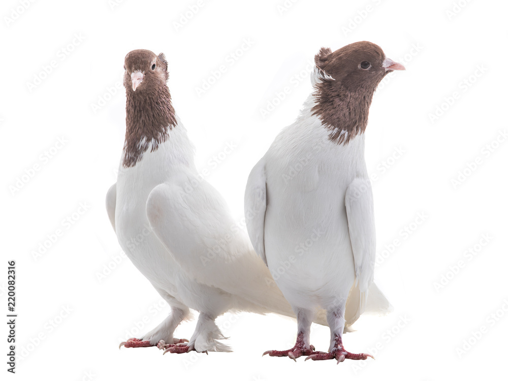 Naklejka premium two white doves isolated