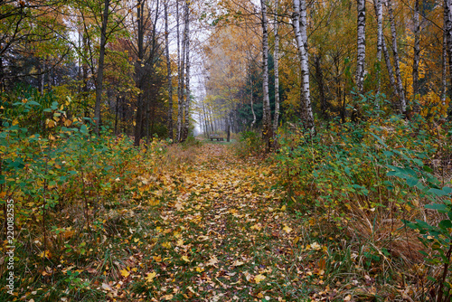 There are many yellow leaves in the woods, autumn.