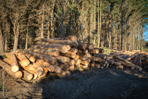 Processed pine trees stacked in logging area. New Zealand.