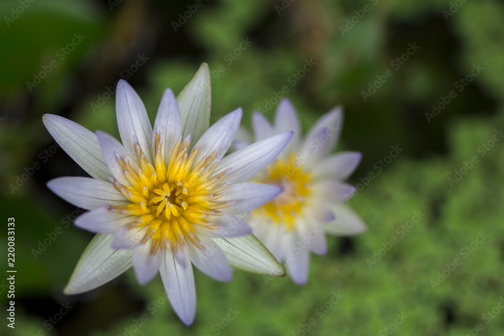 beautiful White Lotus Flower with green leaf in pond beautiful White Lotus Flower with green leaf in pond
