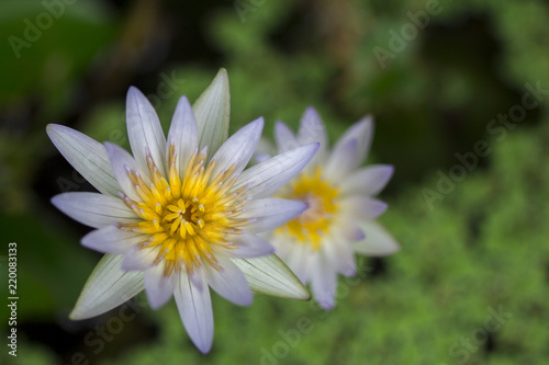 beautiful White Lotus Flower with green leaf in pond