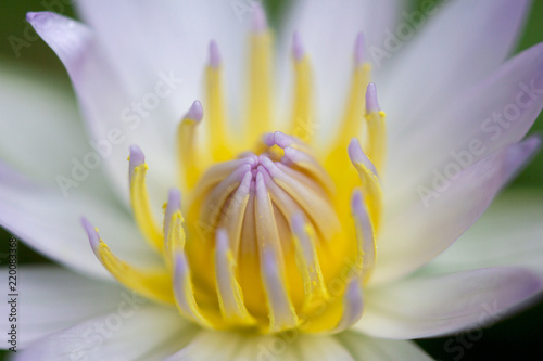 Close-up of White Lotus Flower with green leaf in pond