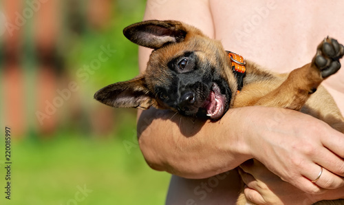 Fotografía Man is holding a Malinois puppy