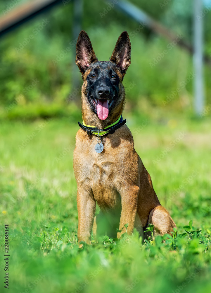 Portrait of a puppy of malinois Portrait of a puppy of malinois