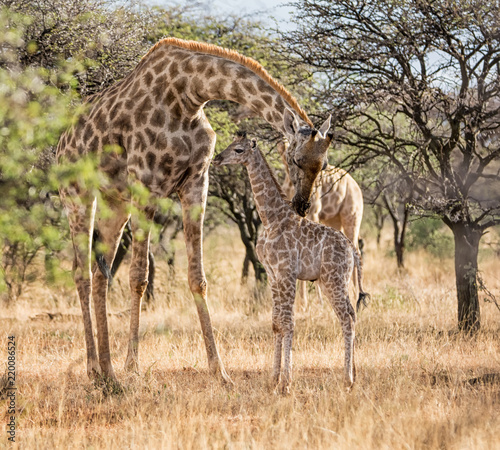 Mother And baby Giraffe