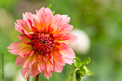 Fototapeta Naklejka Na Ścianę i Meble -  Pinke Dahlie (Asteracea) mit Regentropfen vor grünem Hintergrund.