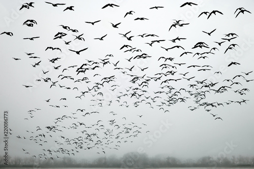 a flock of birds in the fog