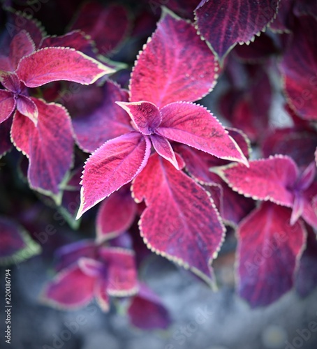 Yellowish rimmed reddish purple foliage