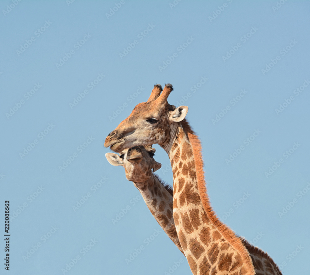 Obraz premium Giraffe Duo