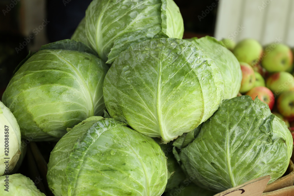 Fototapeta premium Fresh Green Cabbages with Water Droplets