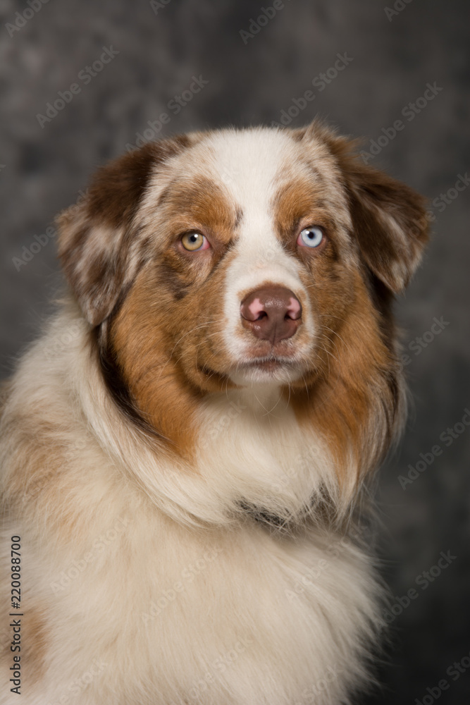 Australian Shepherd 4