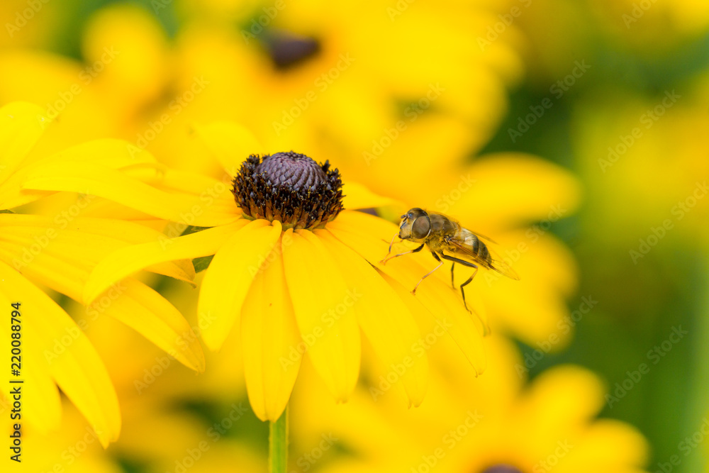 Biene sitzt auf gelbem Sonnenauge (Heliopsis). Biene sitzt auf gelbem Sonnenauge (Heliopsis).