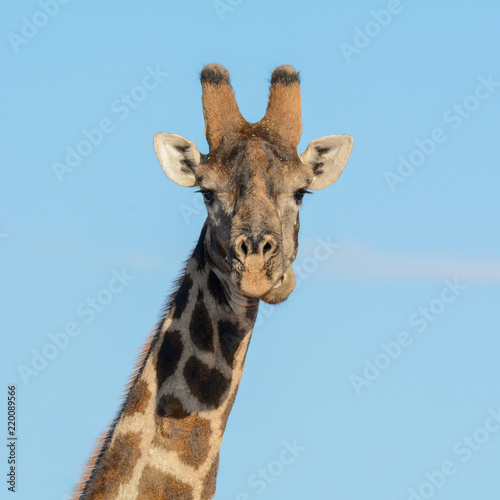Giraffe Portrait © Cathy Withers-Clarke