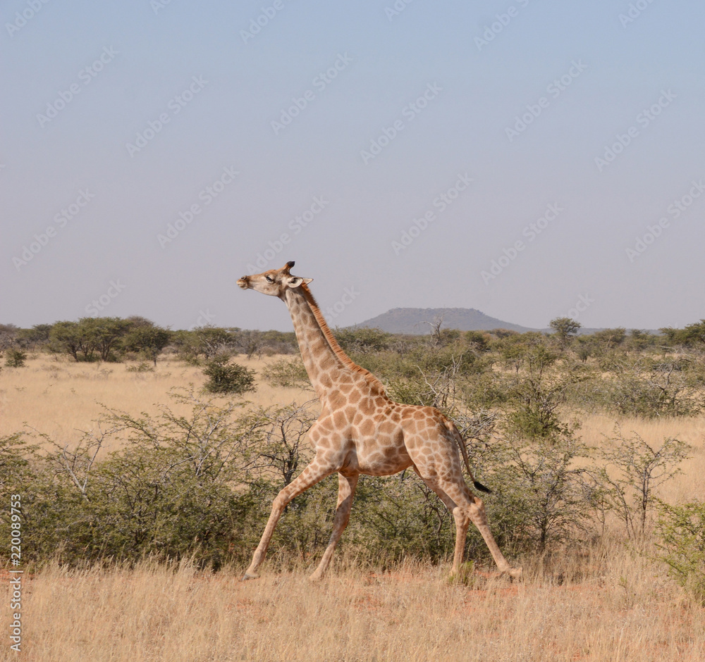 Obraz premium Giraffe Running