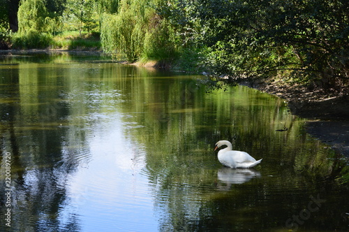a white swan on the lake in woods