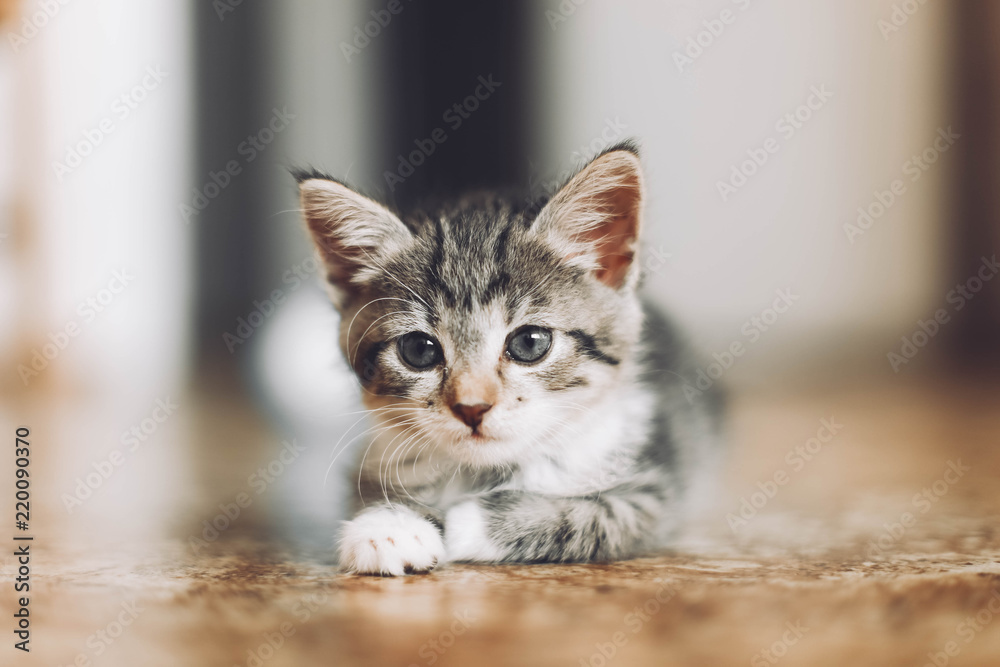 little gray kitten on the floor.