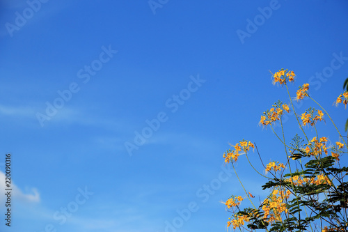 Yellow Flam Boyant Tree flowers bunch on blue sky background.