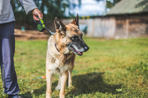 German Shepherd for a walk.