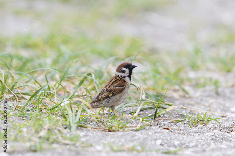 スズメ(Eurasian Tree Sparrow)