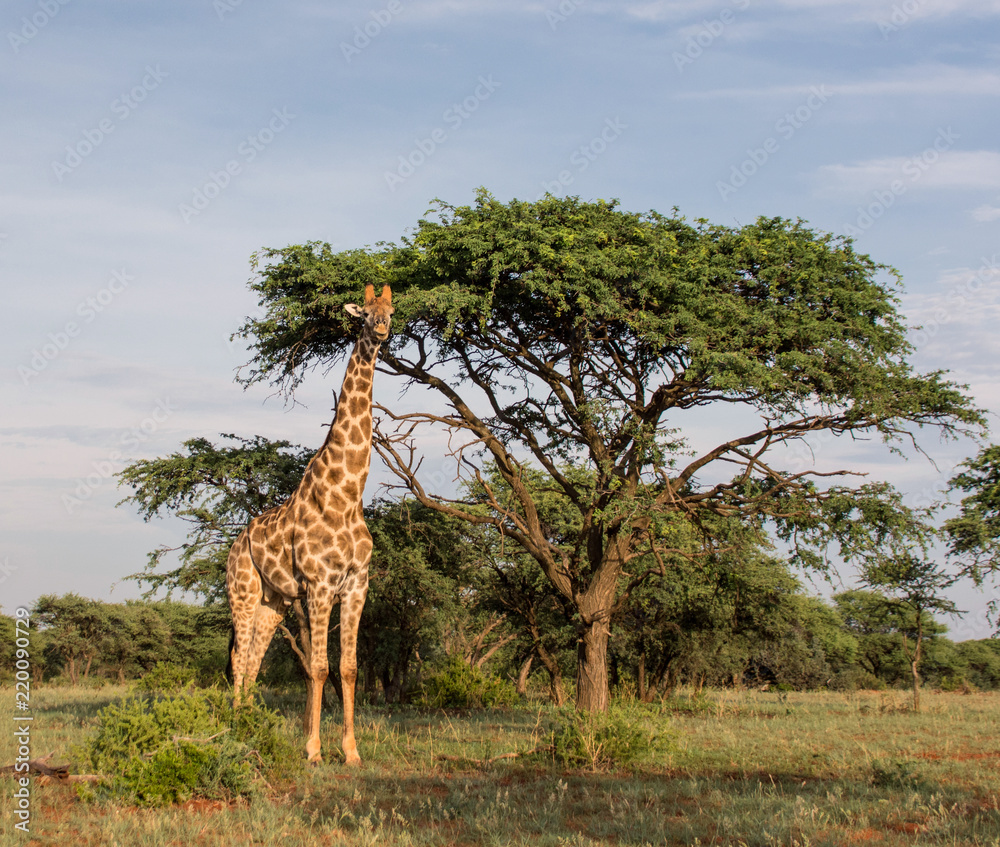 Fototapeta premium Giraffe standing by tree