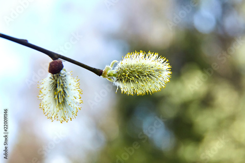 Spring. Catkins. Flowering pussy willow branch on natural blurred background