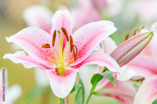 Pink lily flowers in Rayong Thailand,selective focus.
