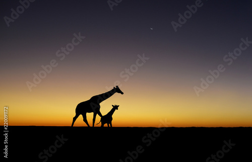 Sunset Giraffe silhouettes