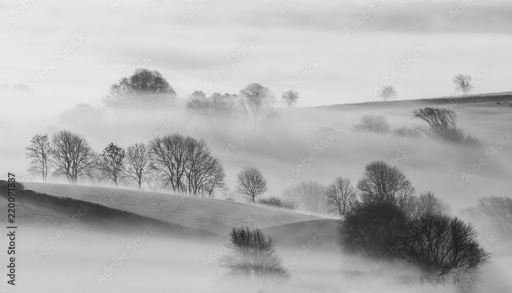 Trees in Mist