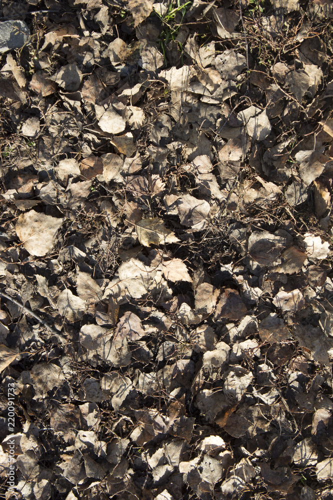 dry grass. dry grass.